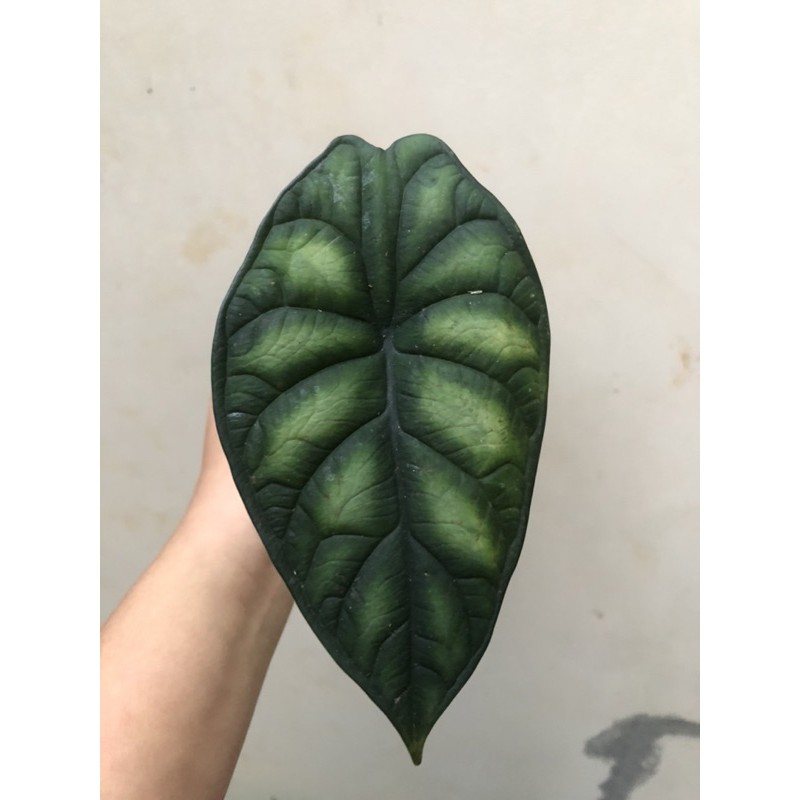 RAWATAN ALOCASIA ALOKASIA DRAGON SCALE TENGKORAK HIJAU