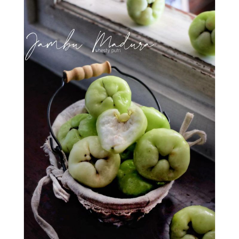 Bibit buah jambu air madura terlaris