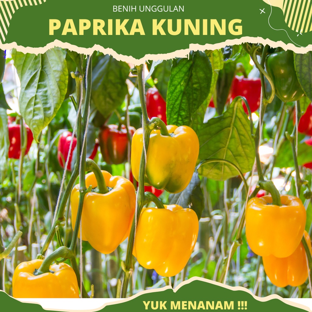 4 biji - Benih paprika kuning GOLDEN STAR F1 dari Known you seed