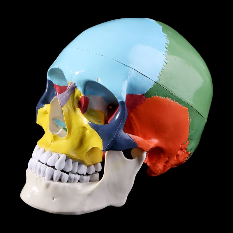 Mary Life Size Colorful Human Skull Model Anatomi Anatomi Anatomi Ngajar Medis Skeleto