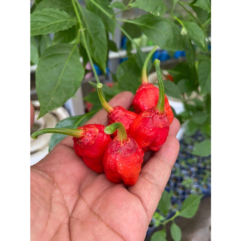 Benih Bibit Biji - Cabai 7 Mamp Bubblegum BBG Red Cabe Super Pedas Pepper Seeds