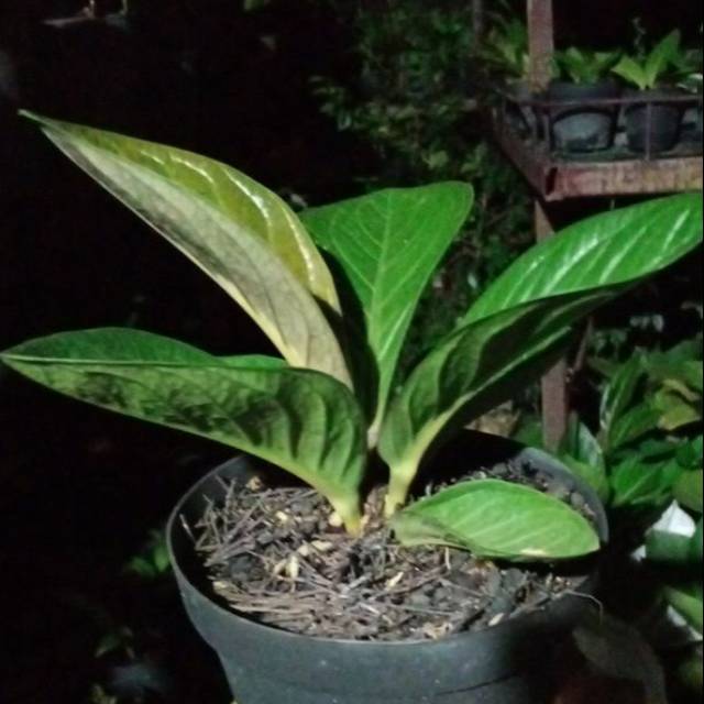 Jemani mangkok tornado remaja