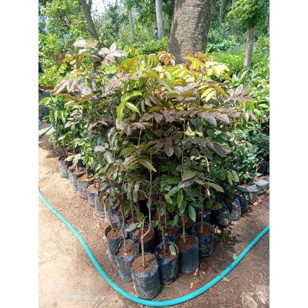 bibit kelengkeng merah cepat berbuah 1 METER UP batang besar