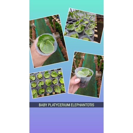 BABY PLATICERIUM ELEPHANTOTIS