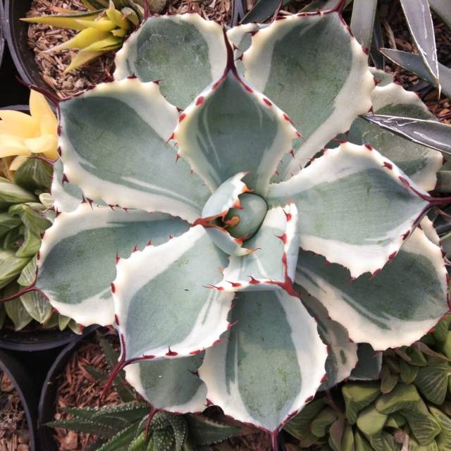 Agave kishokan