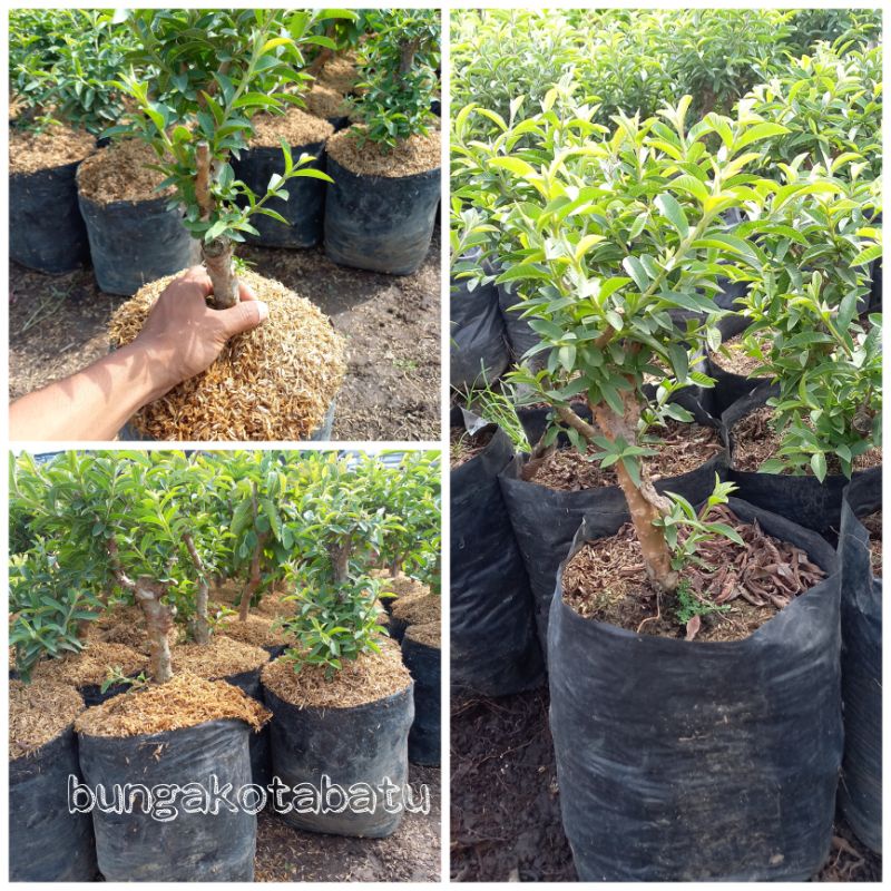 Jambu Kerikil Batang Besar Bahan Bonsai