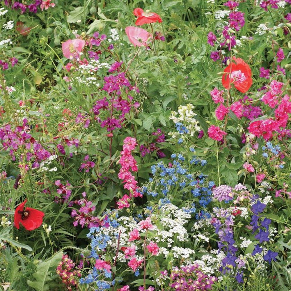 PlantaSeed - 200 Seeds - 19 Jenis Partial Shade Wildflower - PAS0228