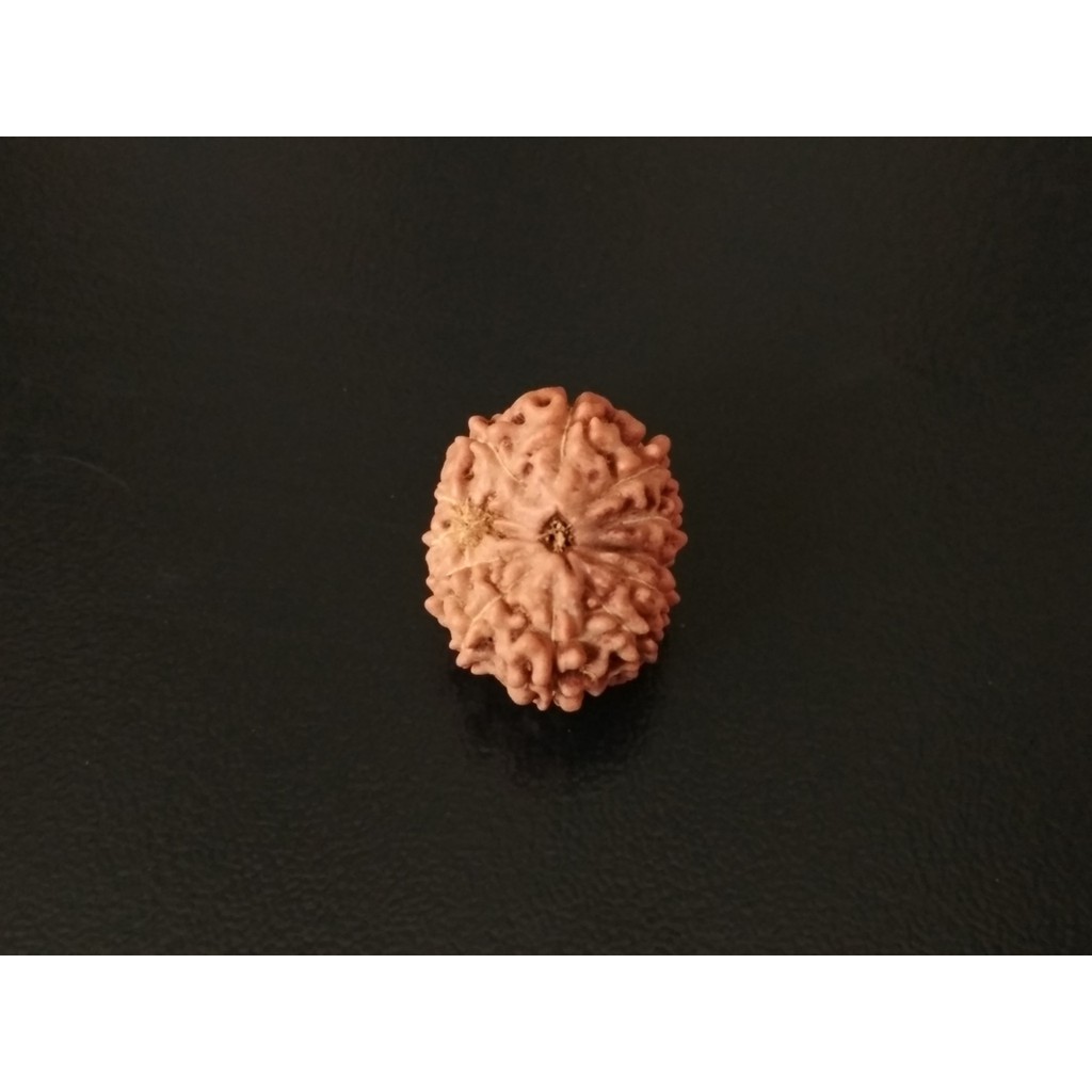 Genitri Mukhi 12 D18.15x14.6 Liontin Jenitri Genitri