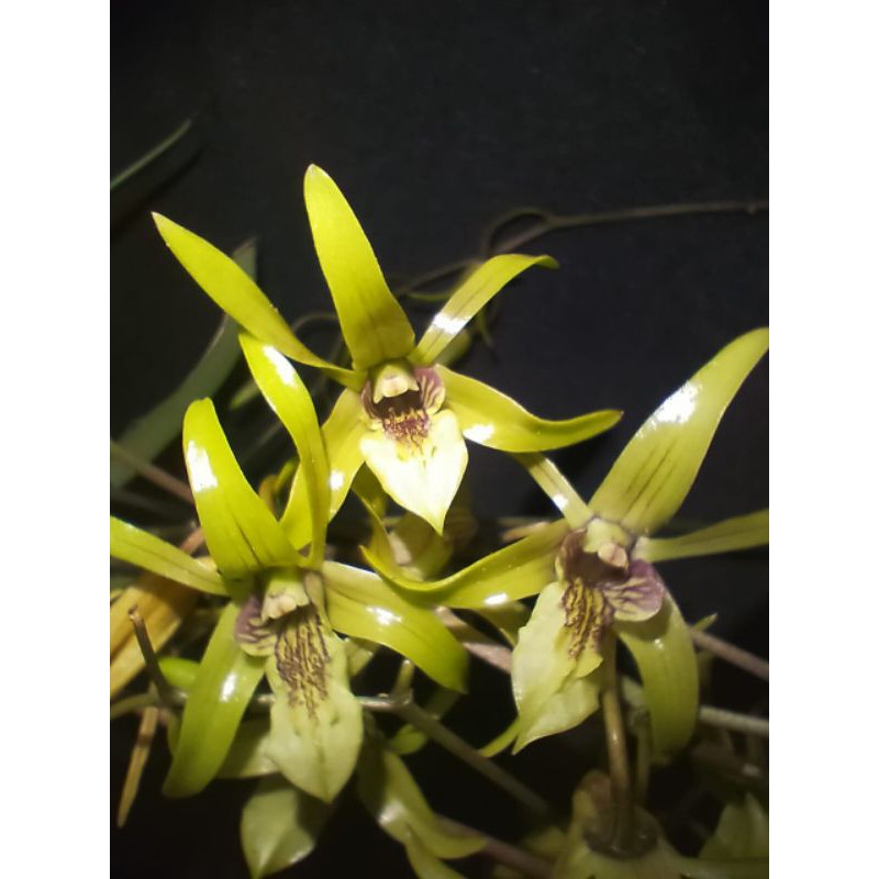 dendrobium capra alias larat hijau rumpun
