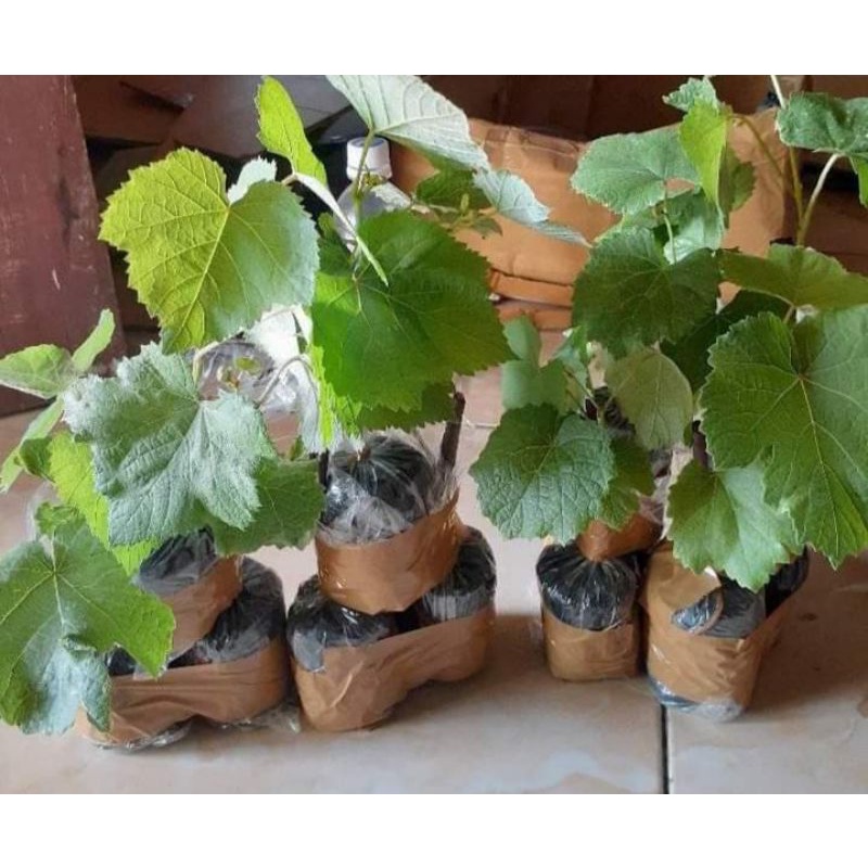 3 paket bibit anggur (BONUS PUPUK NPK MUTIARA)