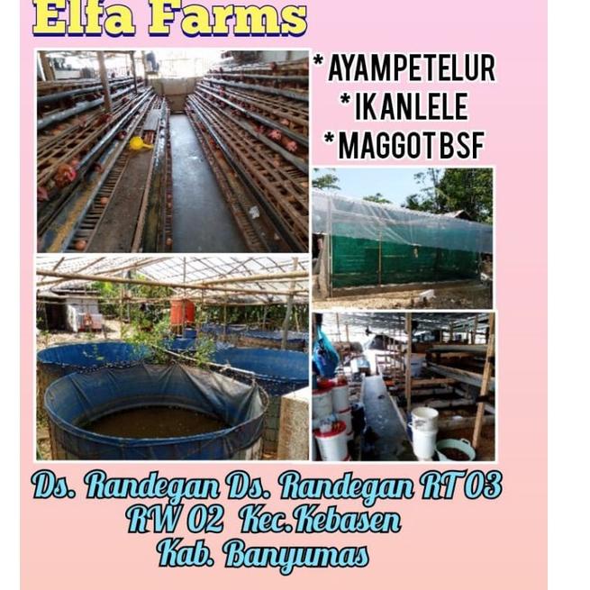 

LANGSUNG ORDER ㄳ telur bsf /10 gram W❖