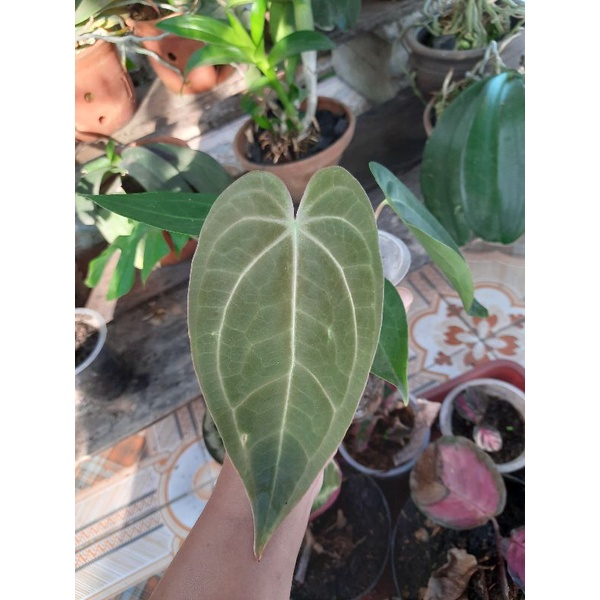 anthurium kuping gajah hybrid