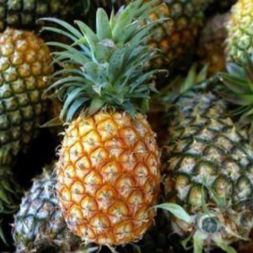 

Nanas Bogor Segar Fresh 1 kg dari Pasar SAYUR ONLINE BANDUNG