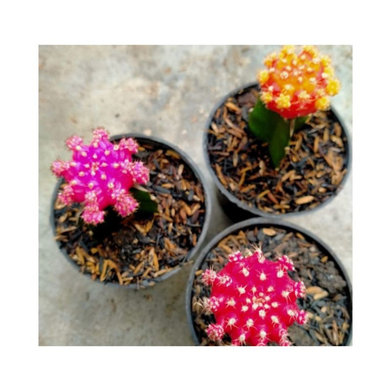 Tanaman Hias Kaktus Grafting Import Jenis Gymno isi 3 pcs beda variasi warna