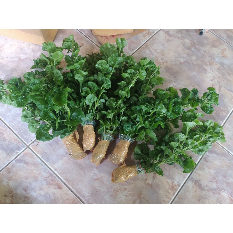 bibit benih stek bayam brazil