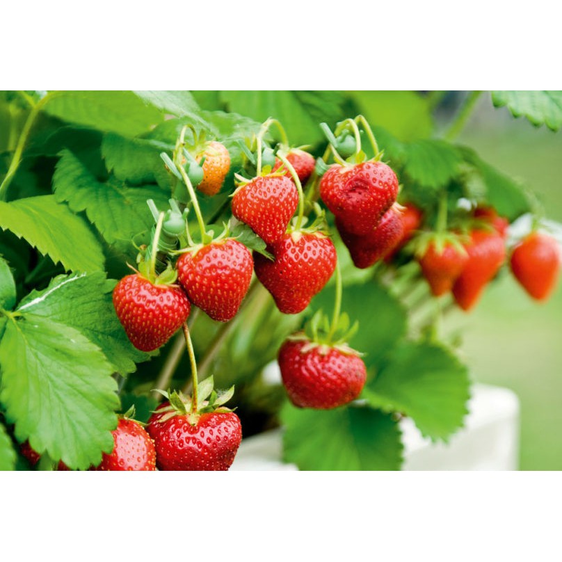 Benih Bibit Biji - Tanaman Buah Strawberry Merah Red Strawberry Seeds - IMPORT