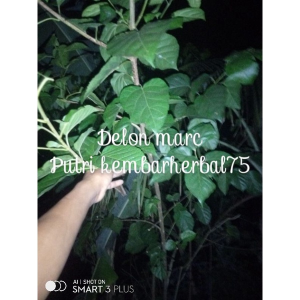 

daun singkil obat berbagai penyakit 100gr