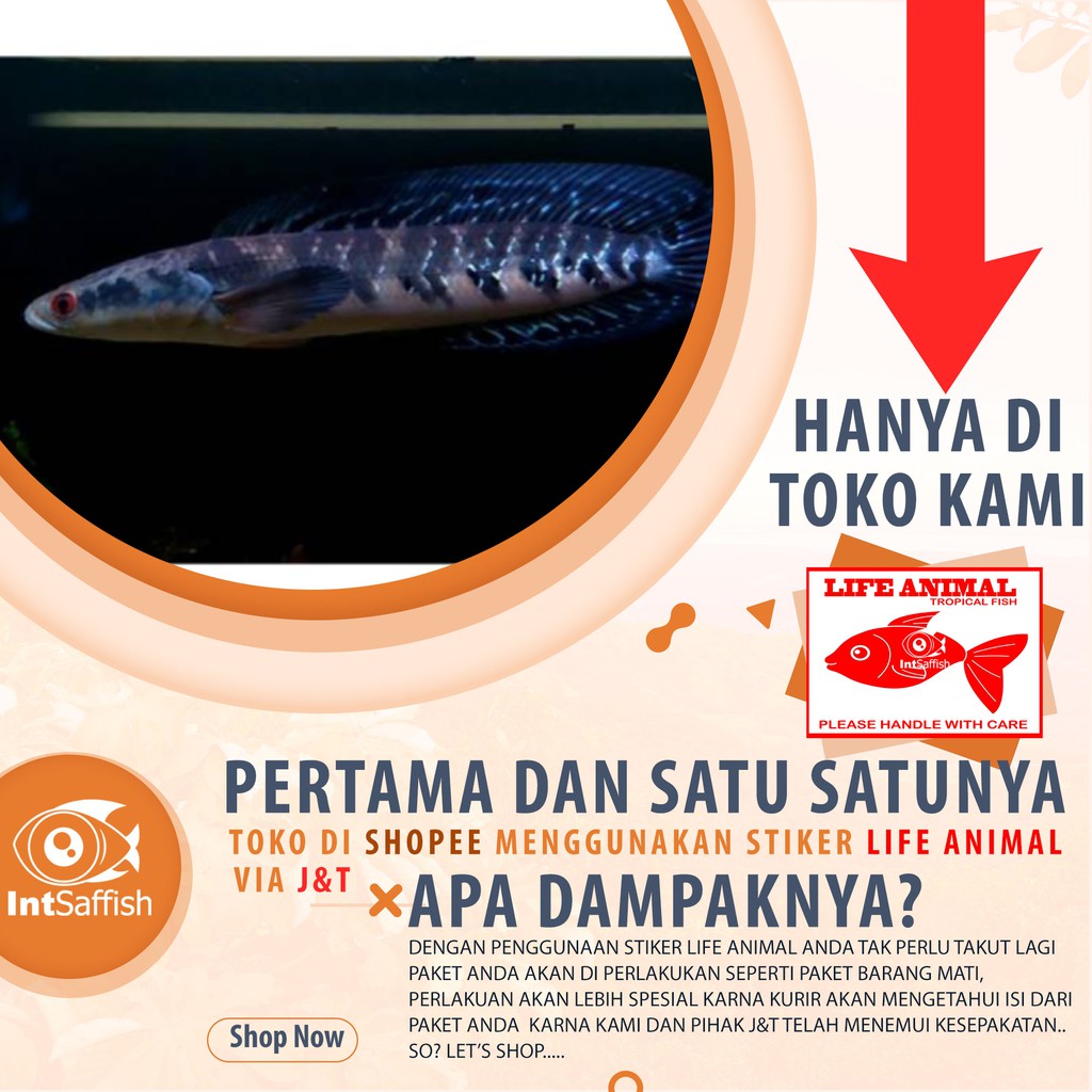 channa blue maru , stok terbatas 5-6 cm