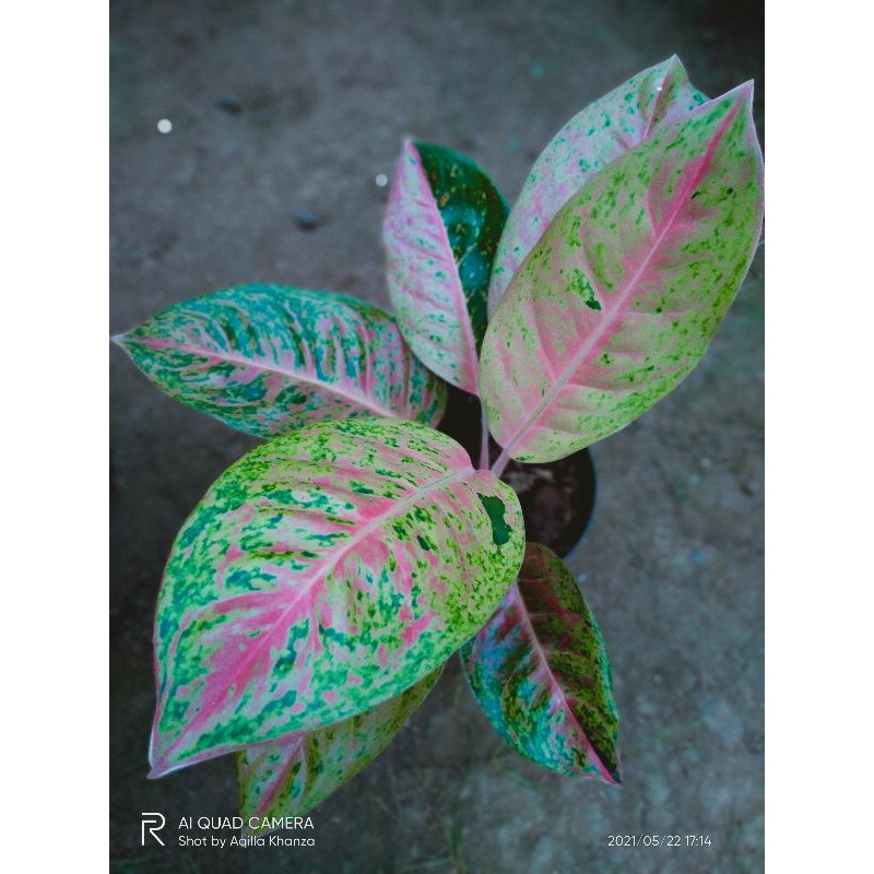 Aglonema BigRoy Mutasi