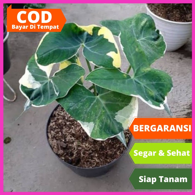 Bibit Bunga Keladi Tikus Tanaman Hidup Pot Hias Polybag kembang Asli Segar Murah