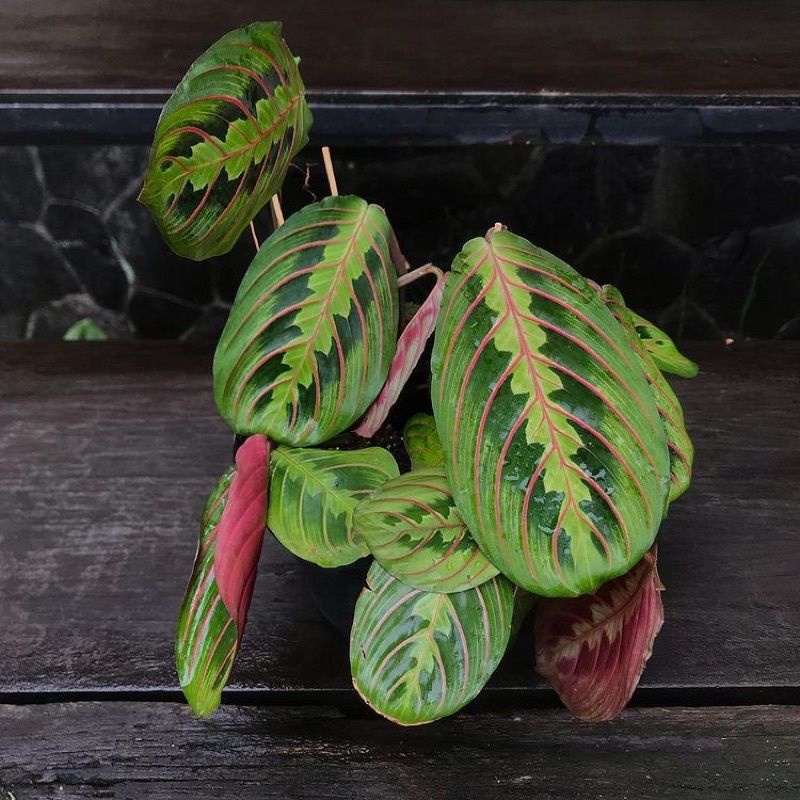 DIARY PETANI - Calathea Leuconeura Kepiting Pink Line Calathea Kepiting