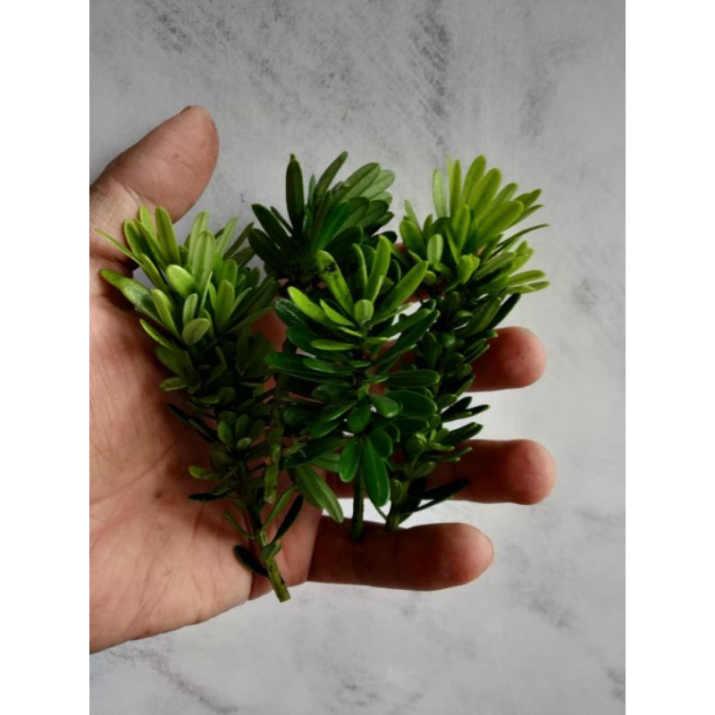 10 Entress Lohansung Cincuan Ori Stek Lohansung Cincuan