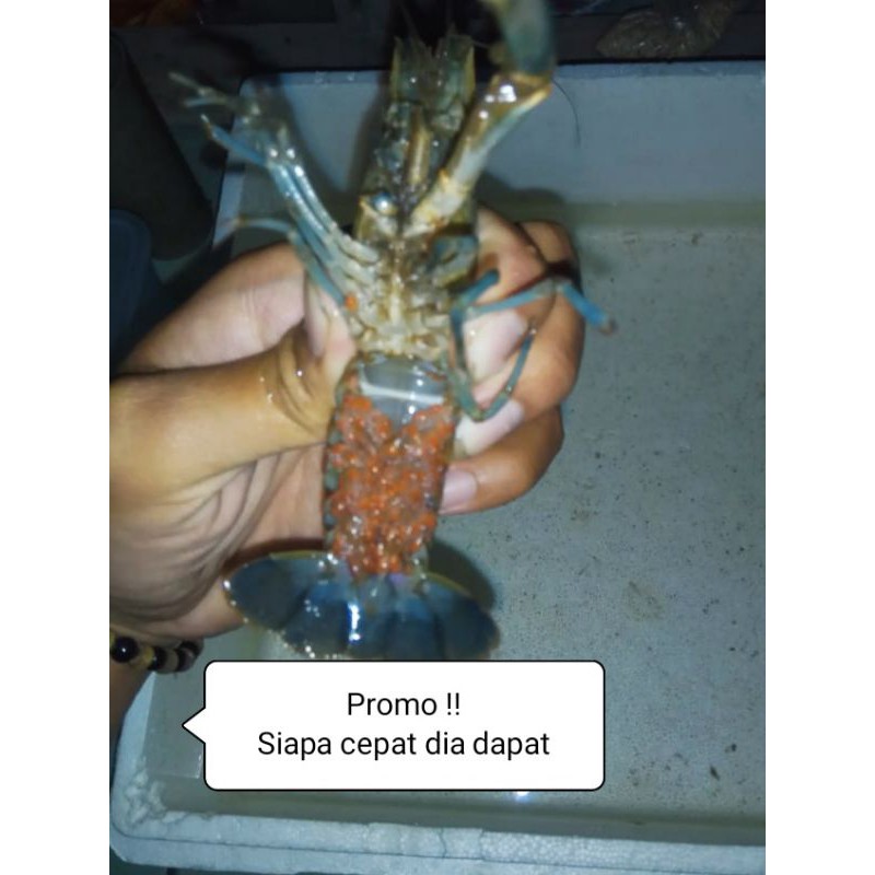 

indukan lobster air tawar gendong telur