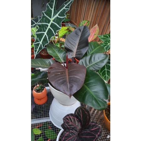 philodendron black cardinal jumbo