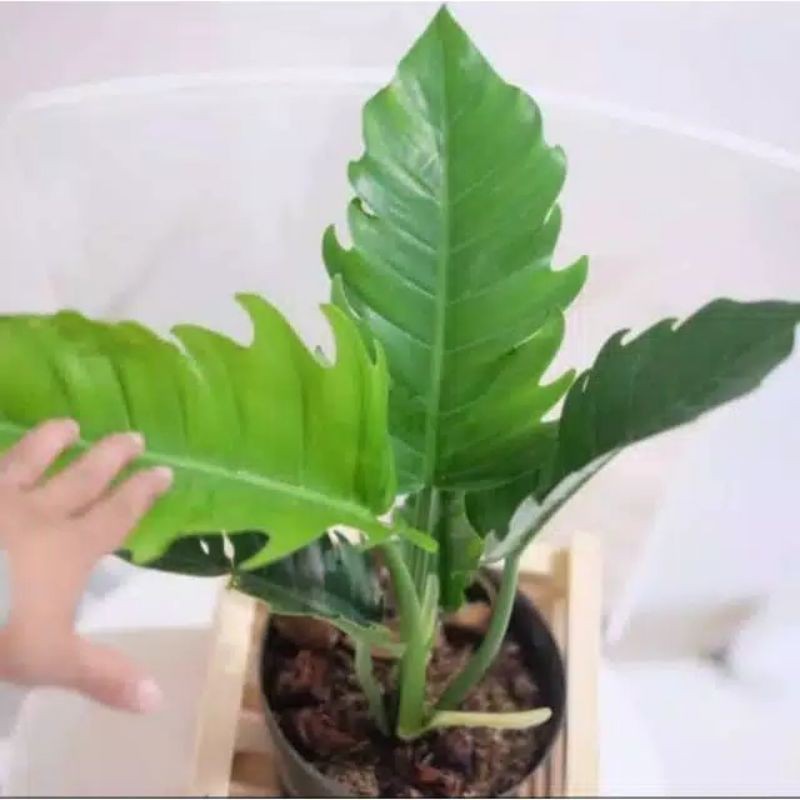 Bibit tanaman hias pohon Phillo - Philo - pilo gergaji - tanaman hias