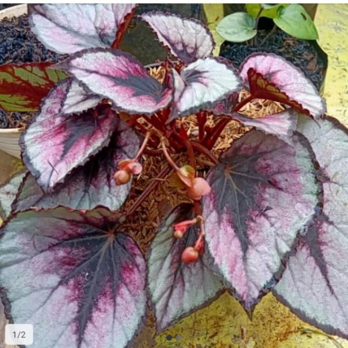 begonia Rex ungu tanaman hias