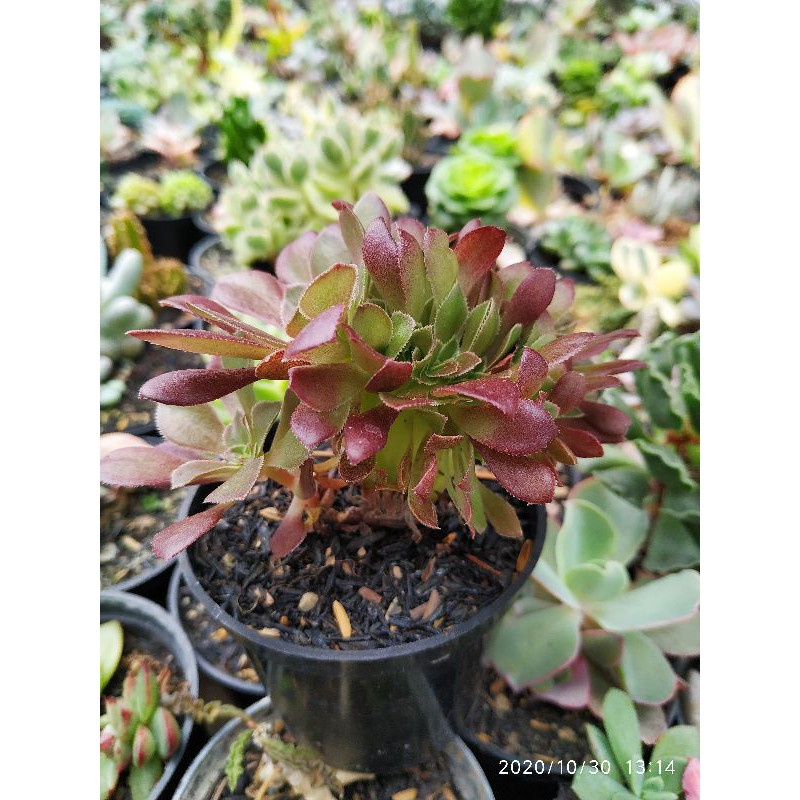 aeonium cristata