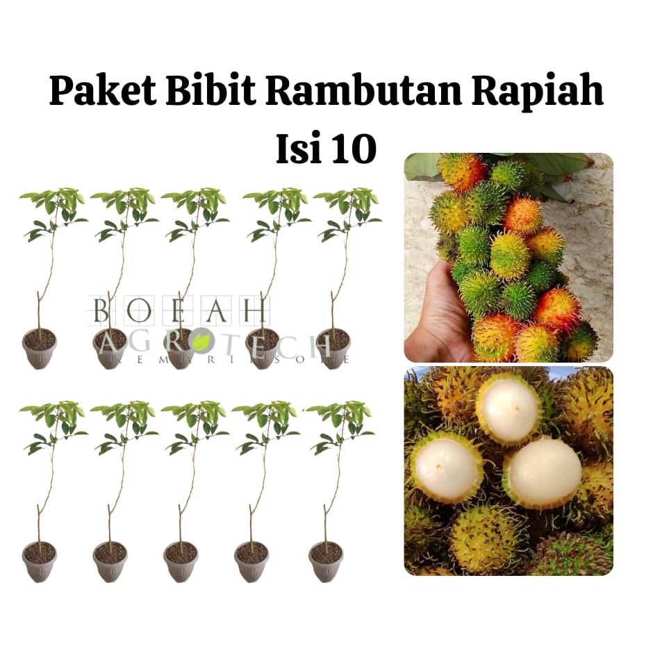 Paket Hemat Bibit Rambutan Rapiah Isi 10 Bonus Bibit Strawberry+Polibag