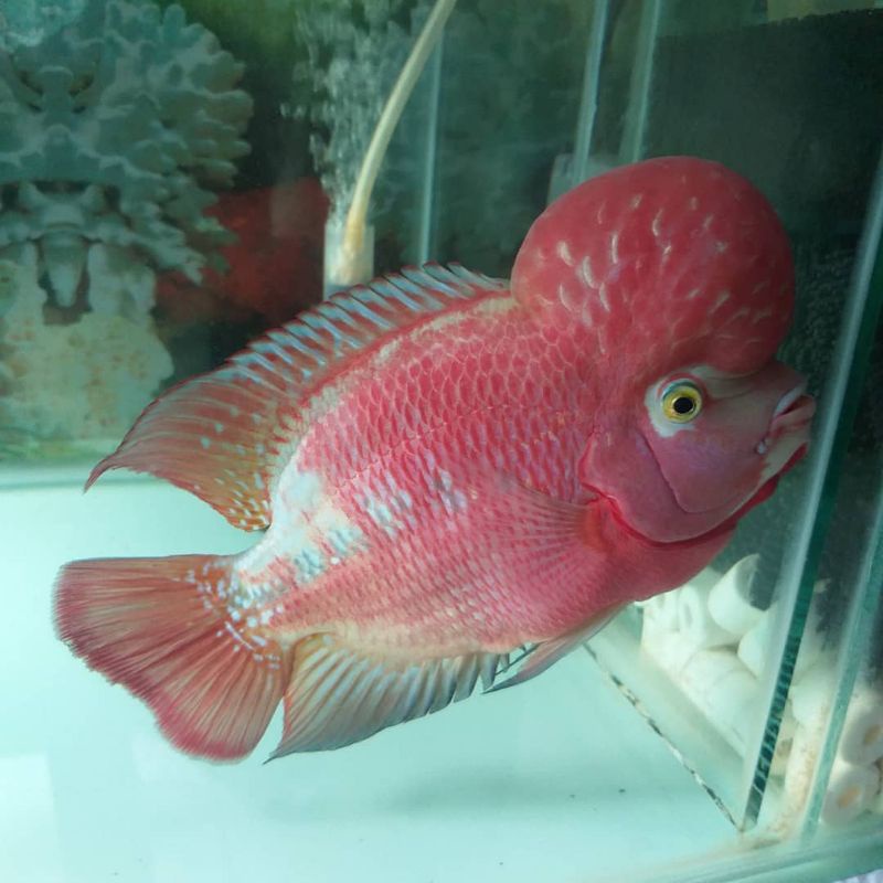 PROMO BURAYAK IKAN LOUHAN KAMFA F1 CLASSIC 2CM