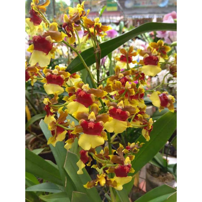 oncidium race coco (wangi)
