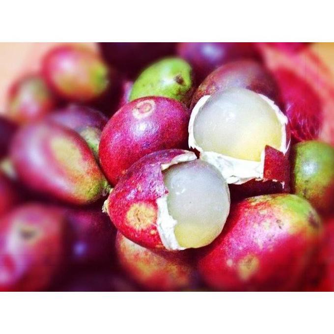 *_$ Bibit Pohon Matoa / Tanaman Buah Matoa / Buah Matoa Khas Papua Terlaris"