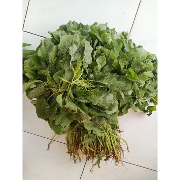 Jual Sayur Bayam Hijau Merah 1 Ikat Fresh Shopee Indonesia