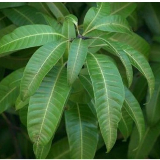 

DAUN MANGGA PELEM SEGAR 100 LEMBAR