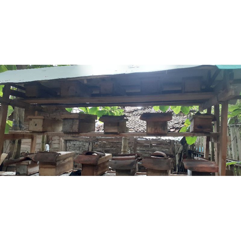 lebah trigona#lebah klanceng#tawon klanceng#bibit lebah