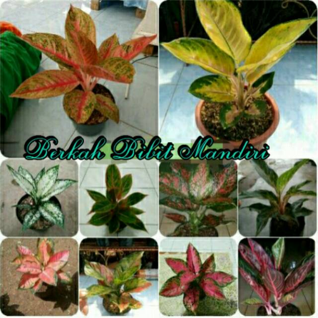 Paket 10 Batang Bibit Bunga Aglonema