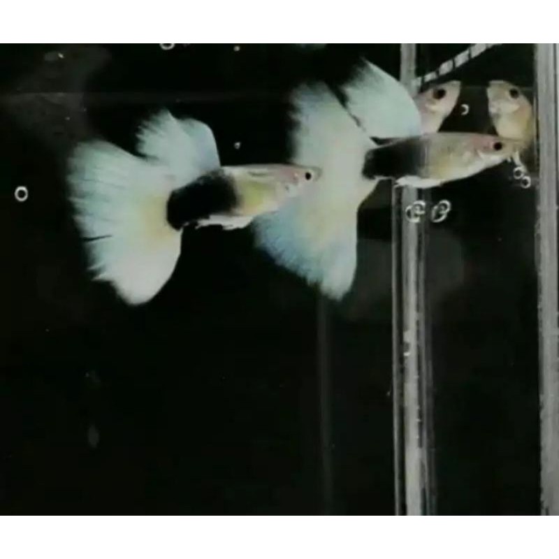 Guppy HB pastel Grade A(SEPASANG)