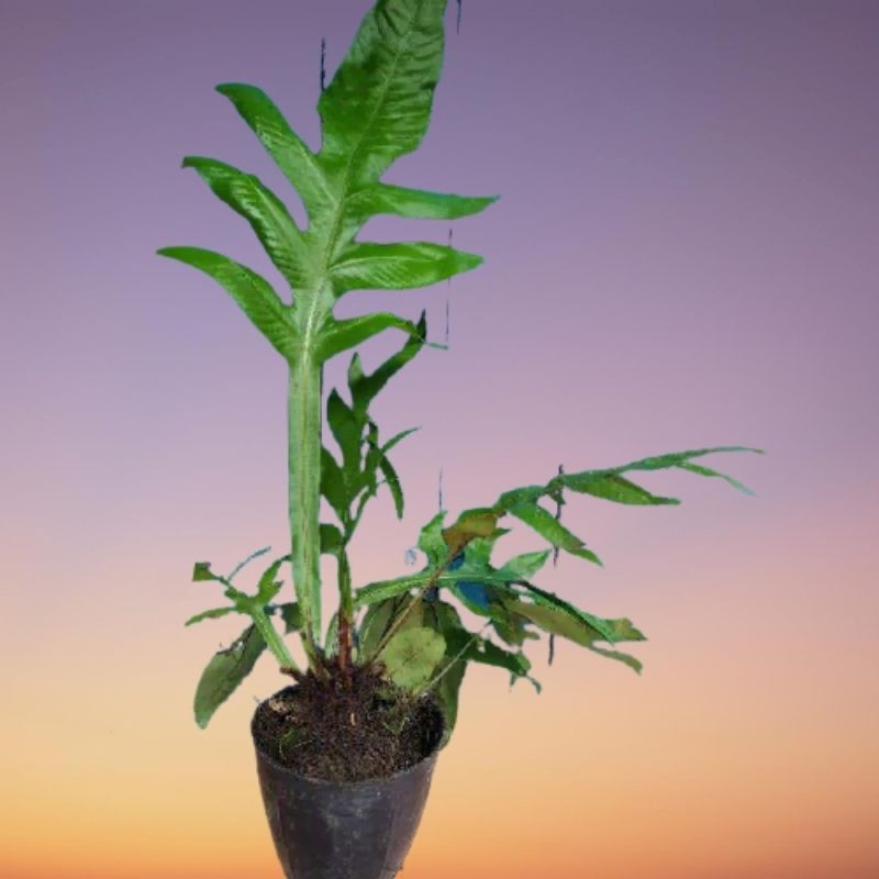 kadaka tanah/kadaka jumbo