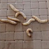 ulat bambu cangkilung isi 9- 10 ekor