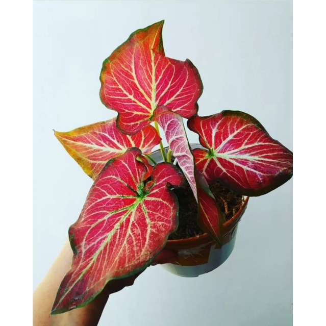 Keladi Hias Rich Of Thai | Tanaman Hias Caladium / Keladi Rich Of Thai Anakan Murah