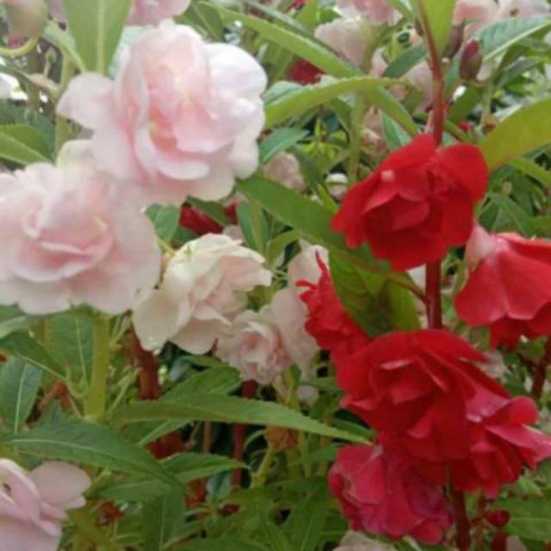 25 Benih Bunga Pacar Air