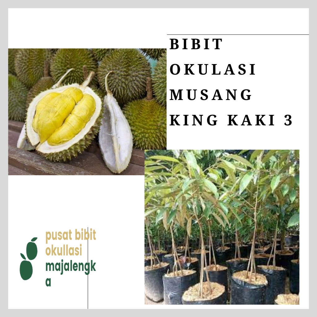 bibit okulasi duren musangking kaki 3 okulasi pilihan bibit okulasi valid pusat bibit okulasi majale