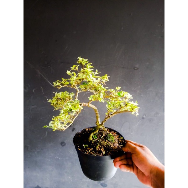 bonsai legistrum varigata