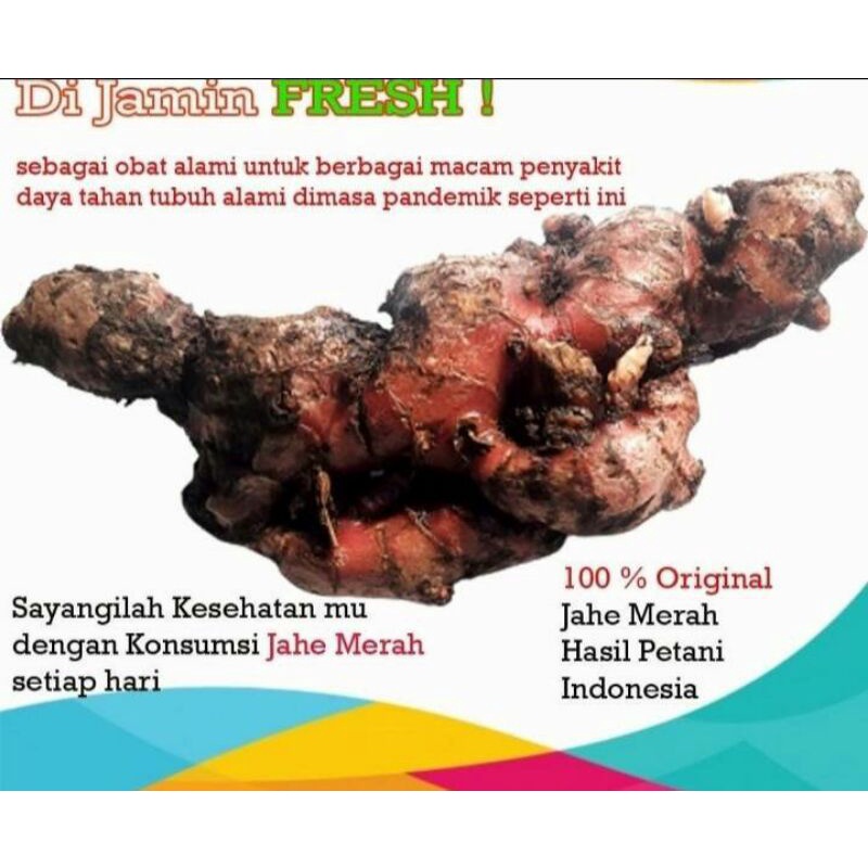 

JAHE MERAH SUPER BERKUALITAS