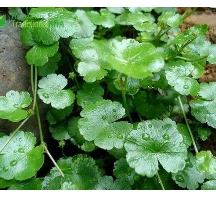 

Daun pegagan kecil segar per 500 gram