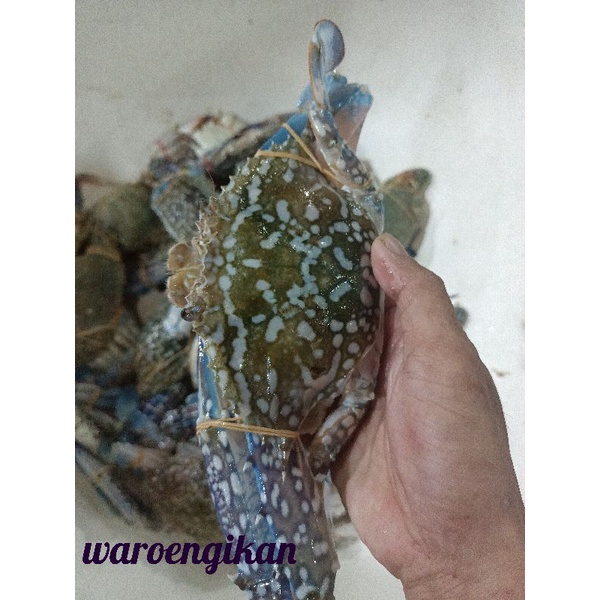 

kepiting rajungan hasil laut segar kepiting loreng 1kg