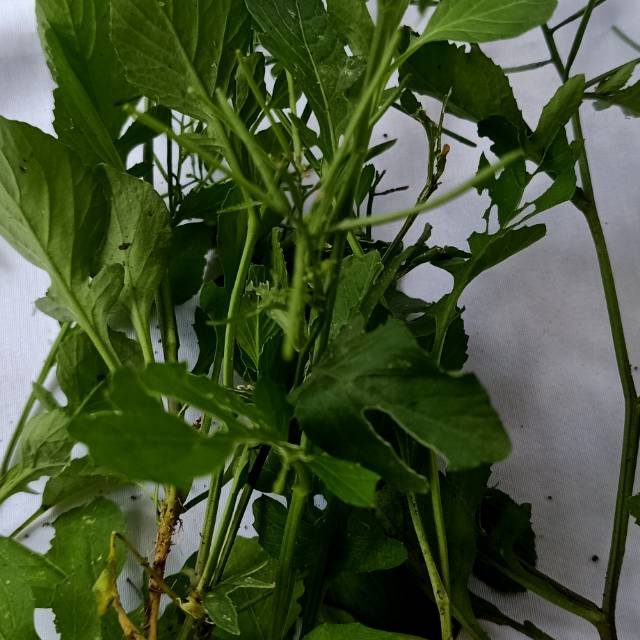 Jual daun sawi tanah fres